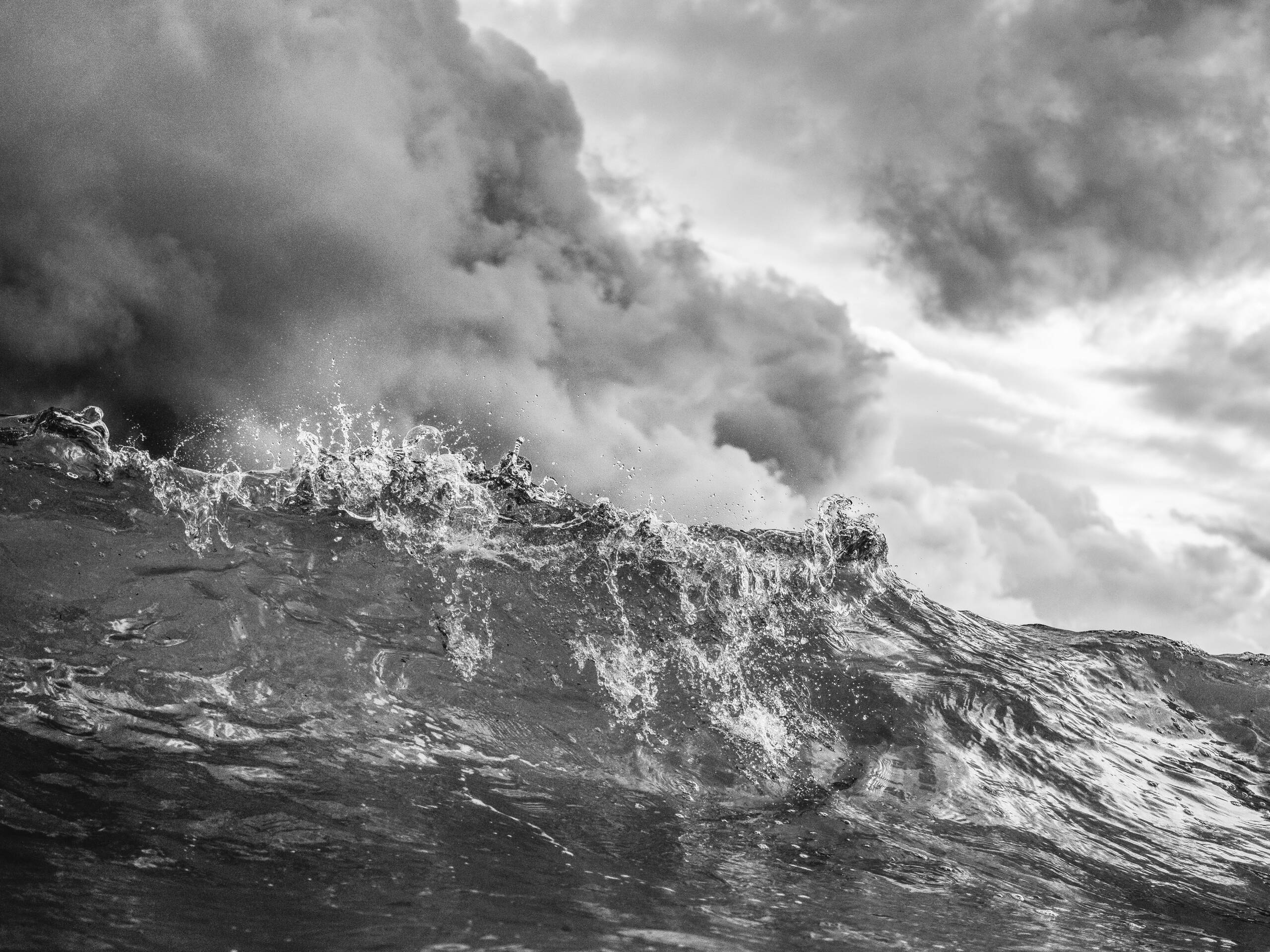 toggenburgerpassion.jpg toggenburgerpassion.jpg